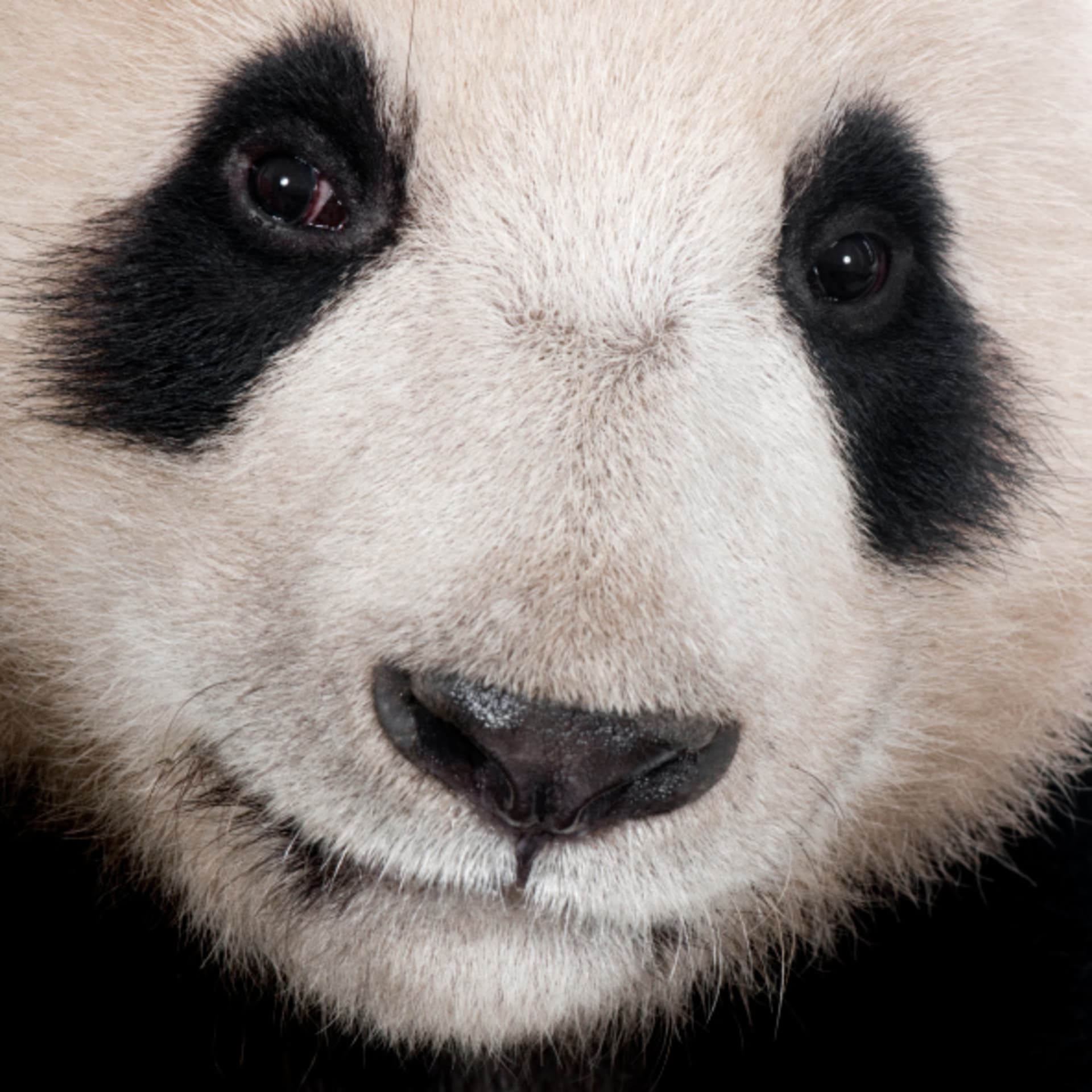 Nejblíže příbuzný pandy je medvěd brýlatý z Jižní Ameriky. FOTO: Thinkstock