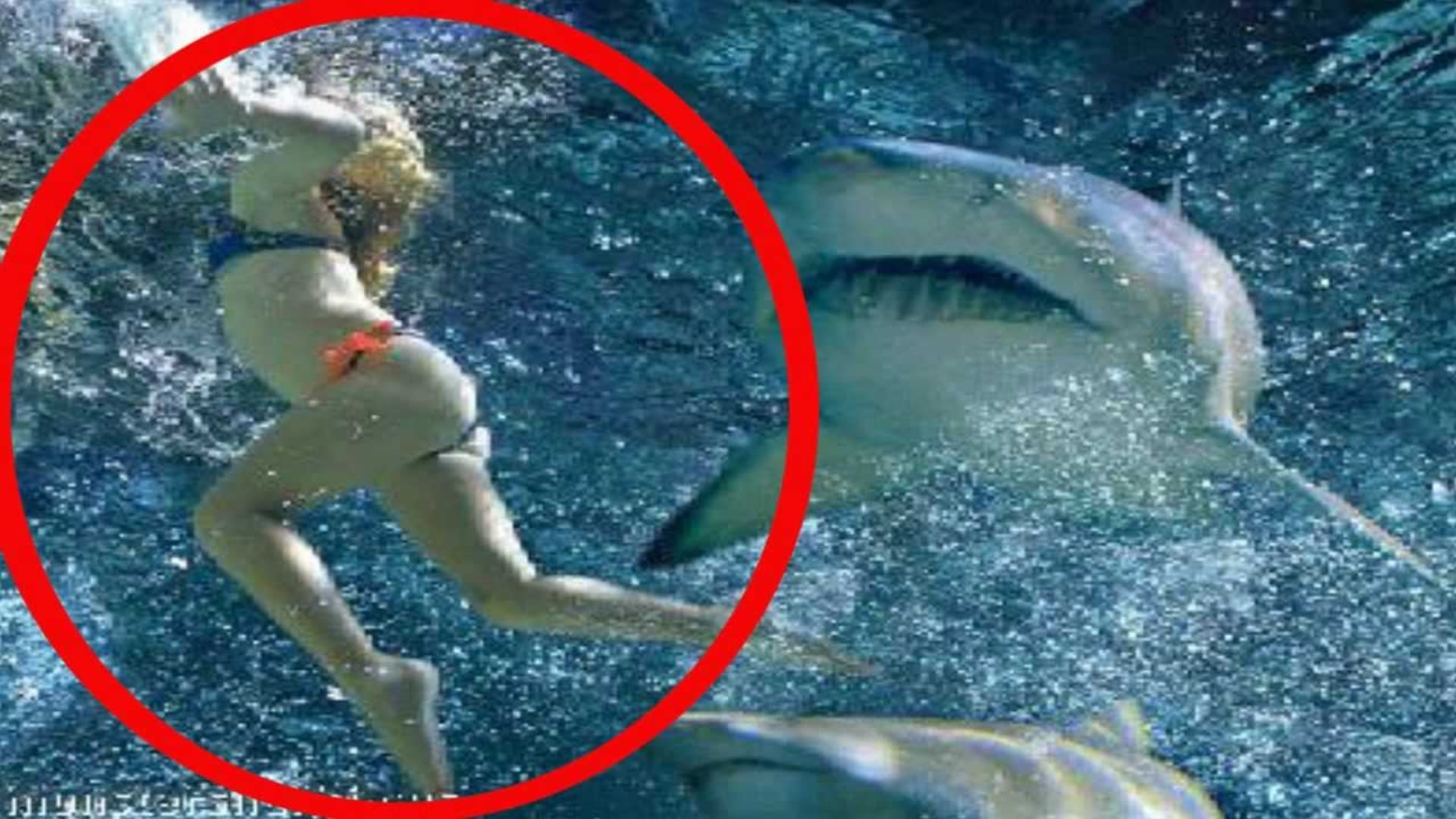 Reálný žraločí útok