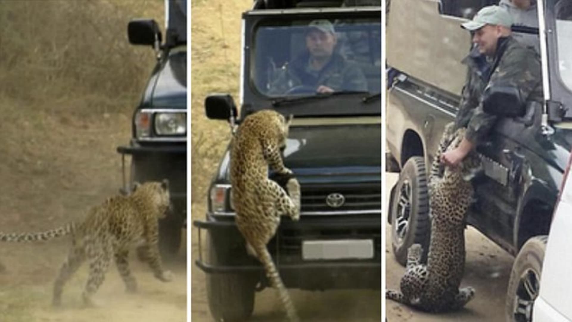 Leopard zaútočil v národním parku na člověka