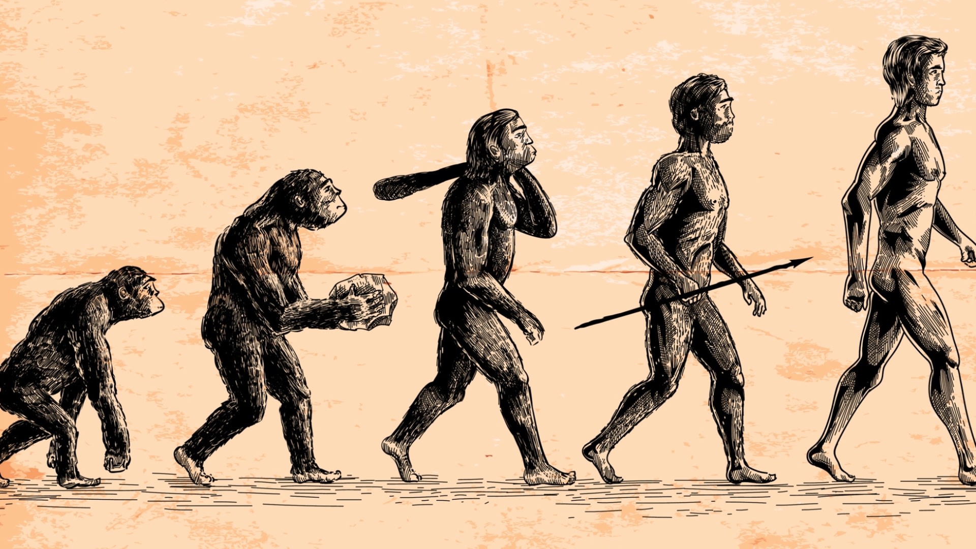 Lidská evoluce