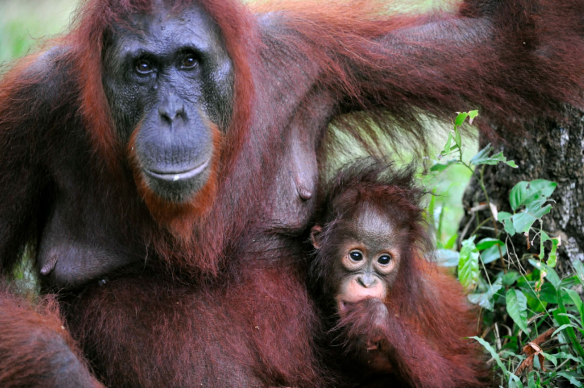 Orangutaní rodina