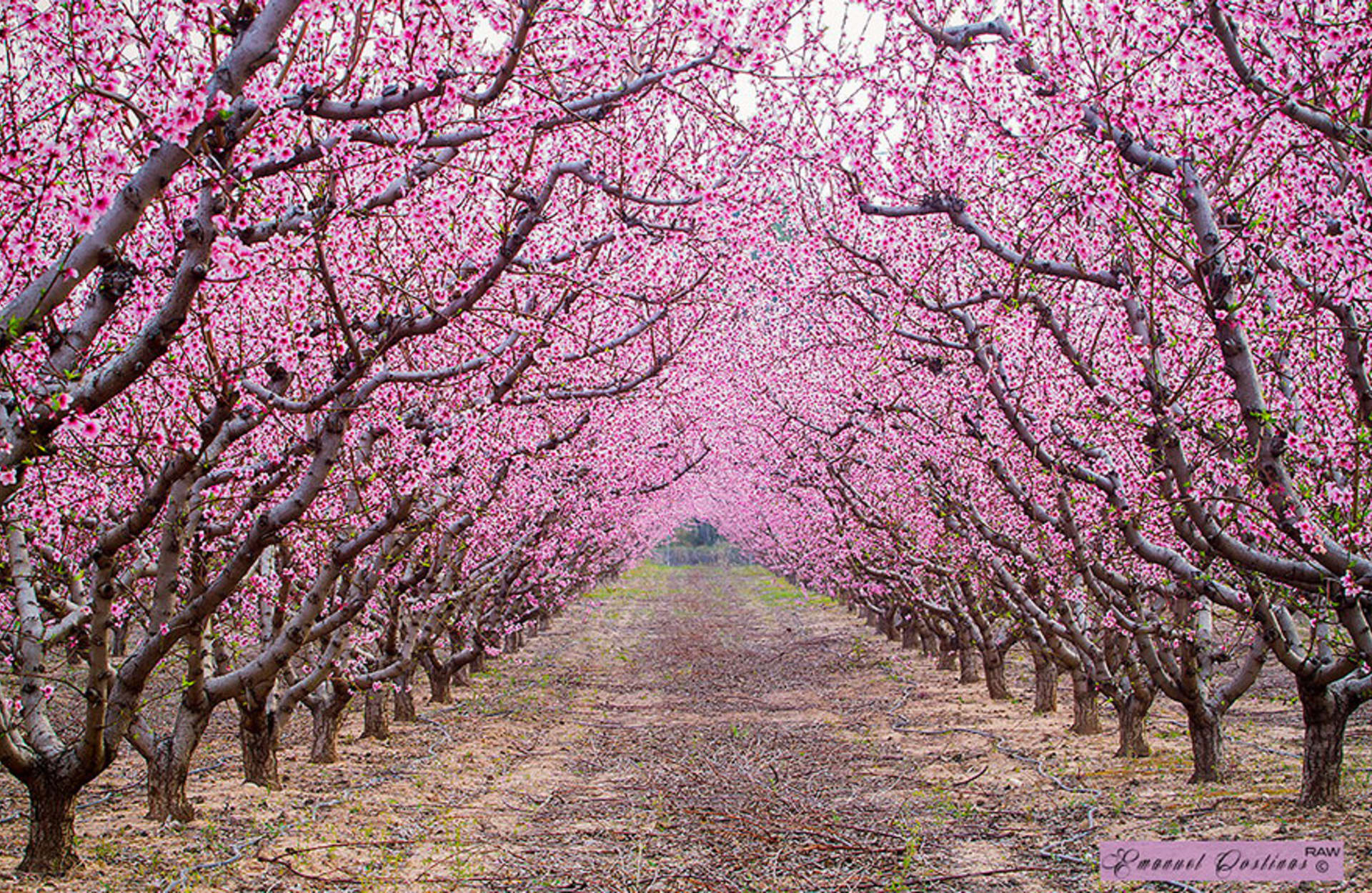 Jarní cesta kvetoucími stromy