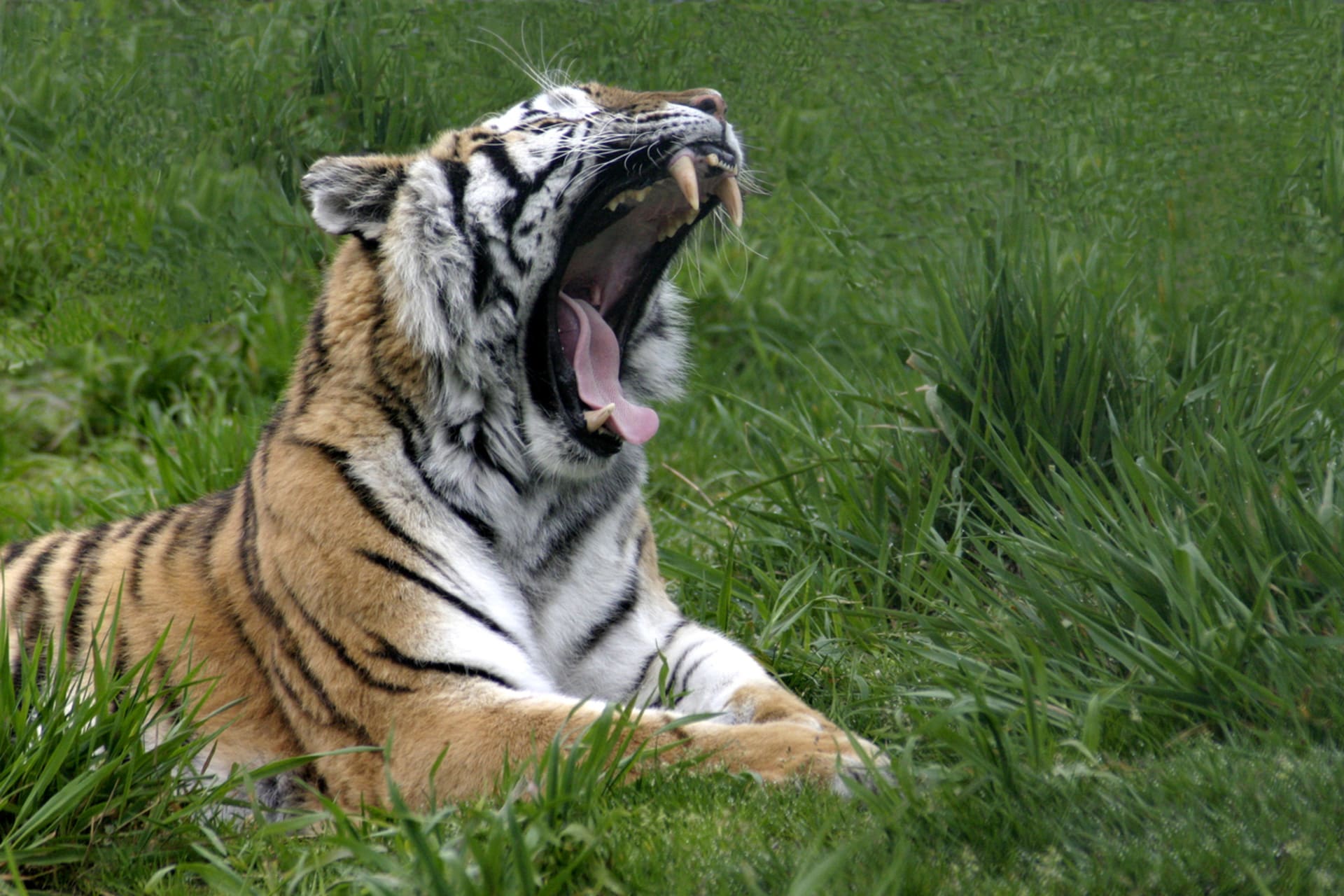 Indický tygr se dokázal do zoo dostat i z ní prchnout