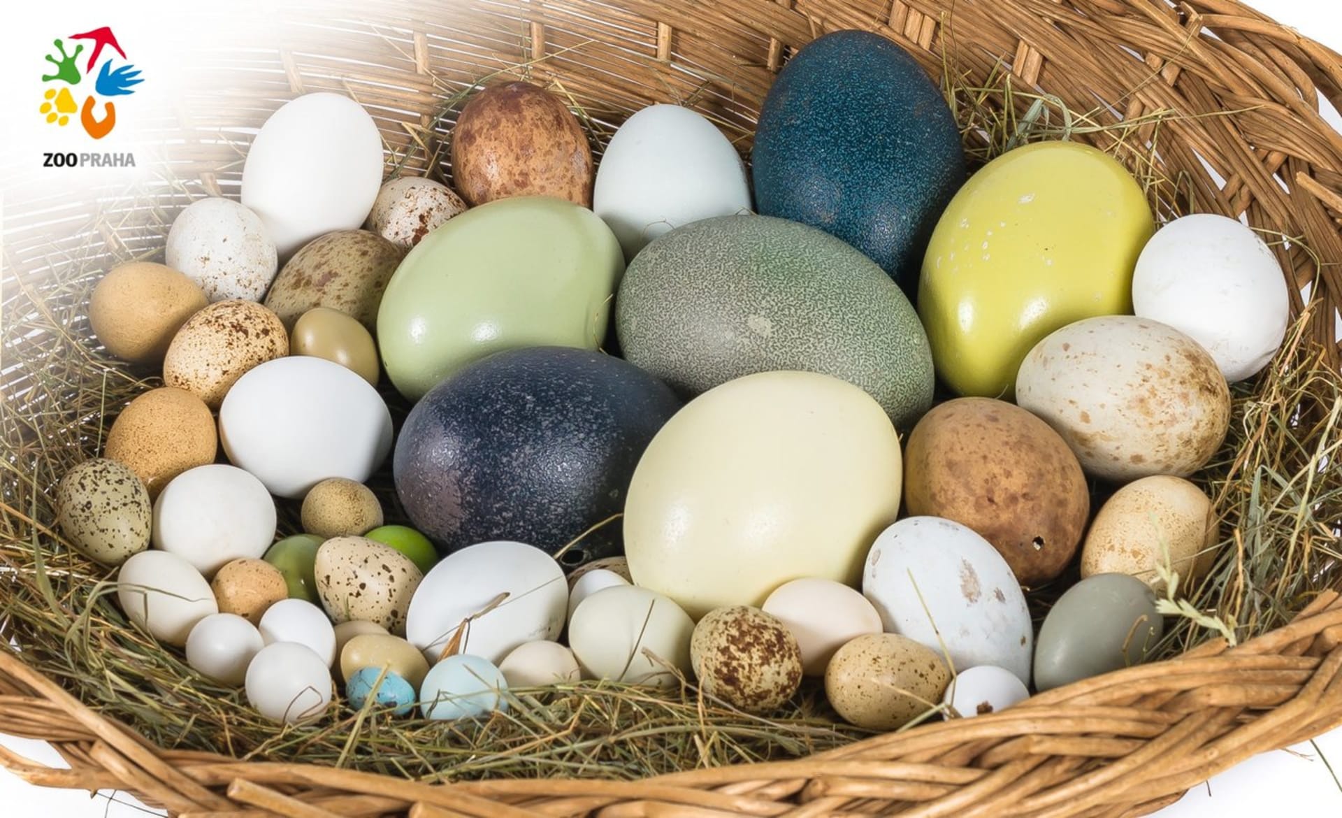 Zkuste si tipnout, kterých druhů ptáků jsou vejce v ošatce.