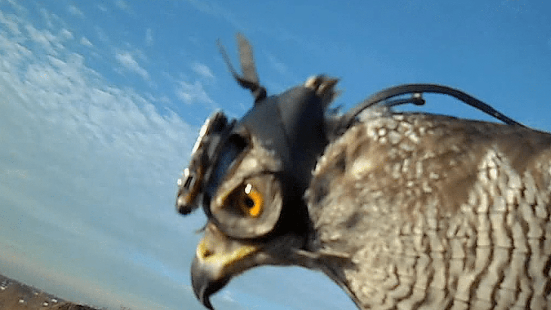Kamera na hlavě dravého ptáka