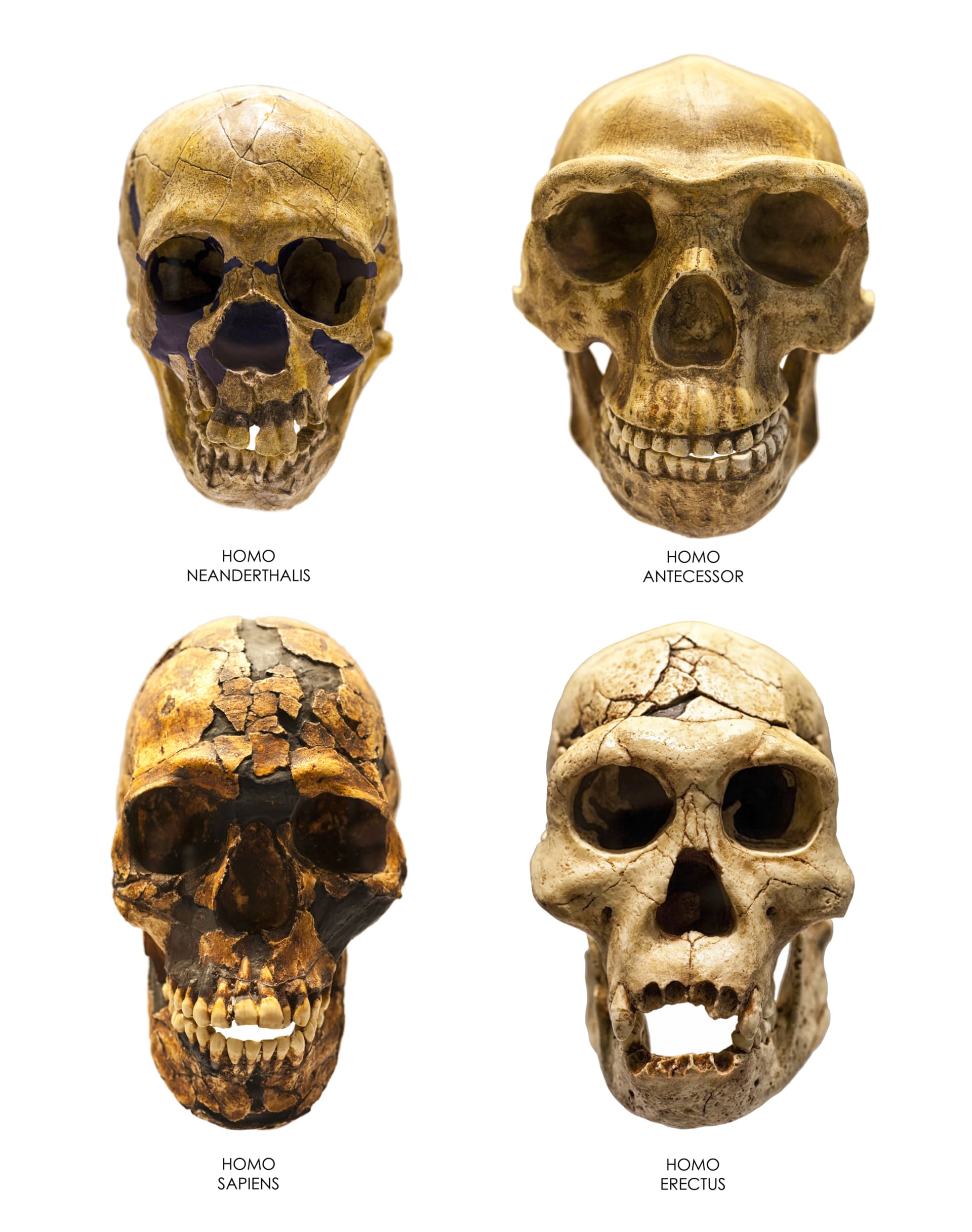 Lidská lebka procházela během evoluce značnými proměnami