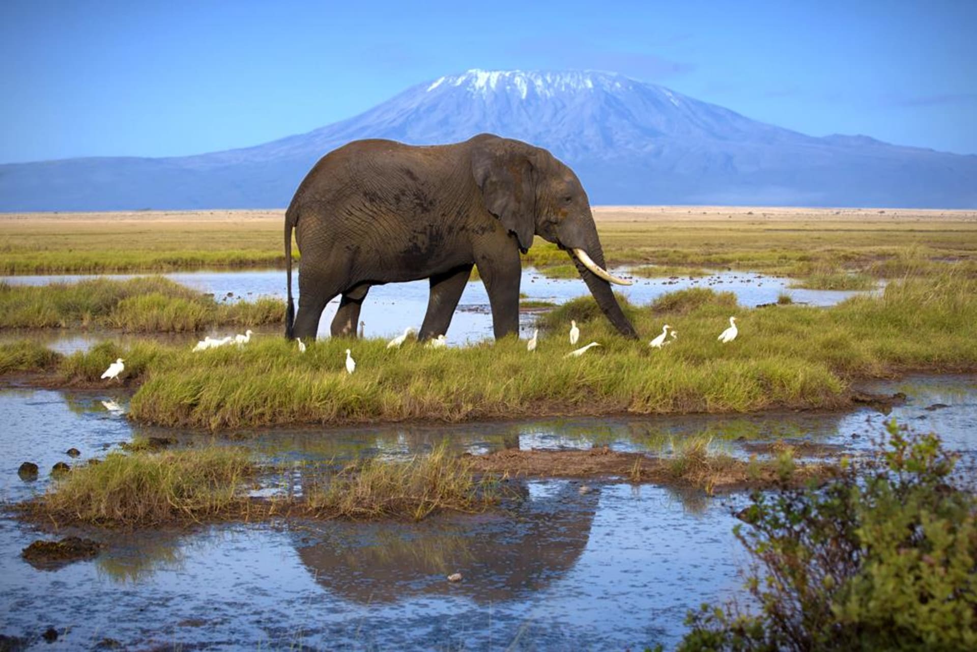 Amboseli - když přeje štěstí, vznikne i taková fotografie