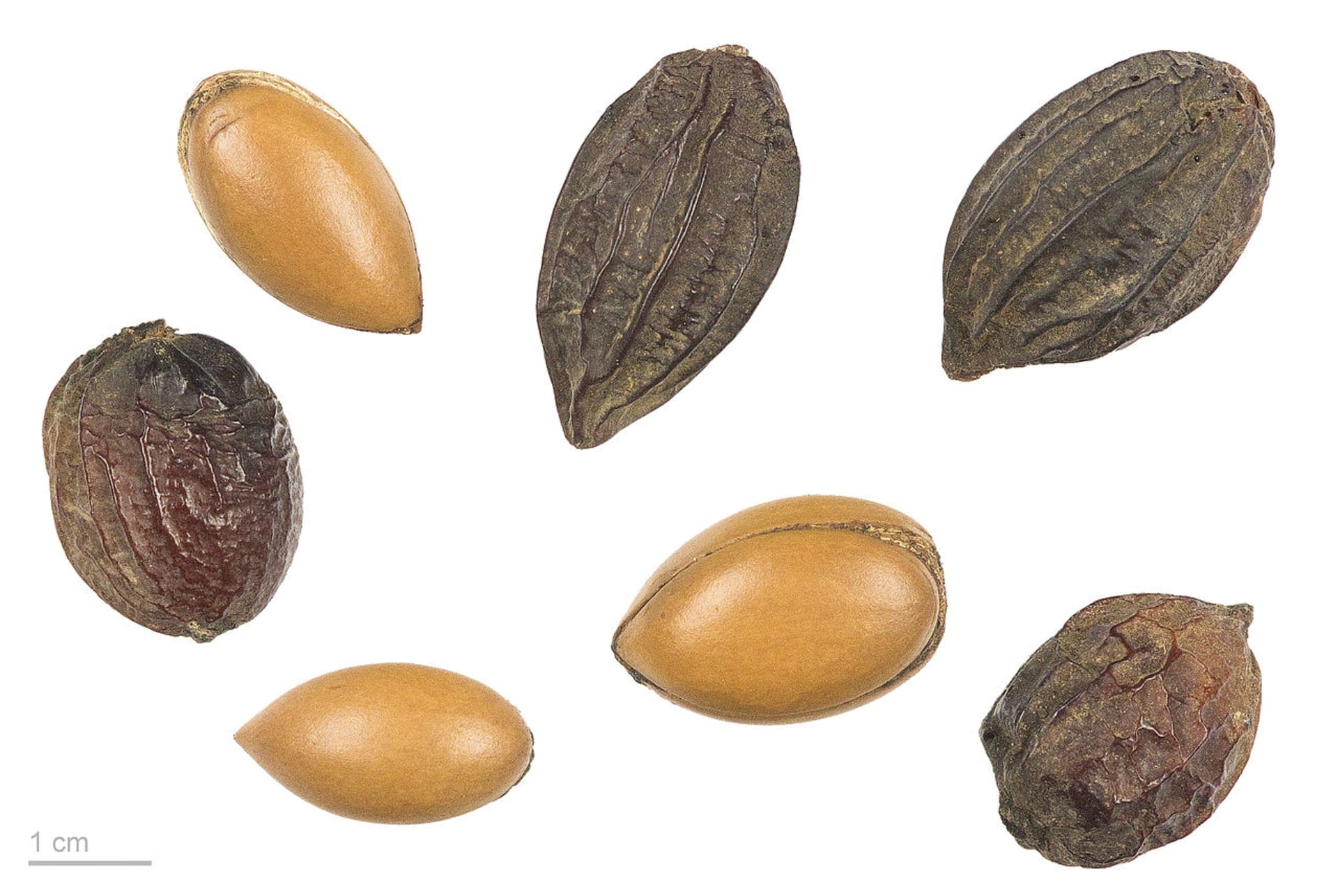 Ořechy druhu Argania spinosa