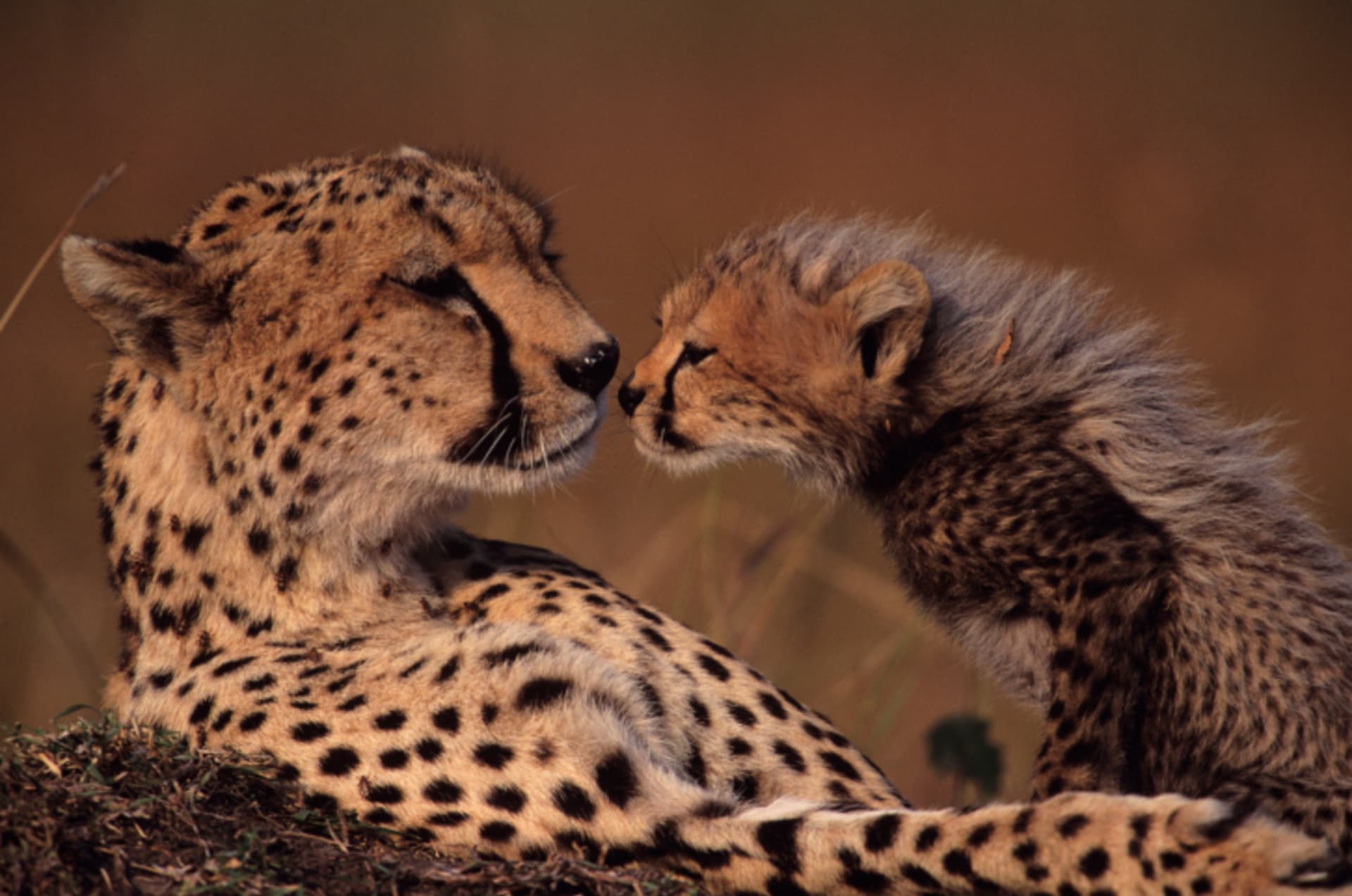 Gepardice s mládětem