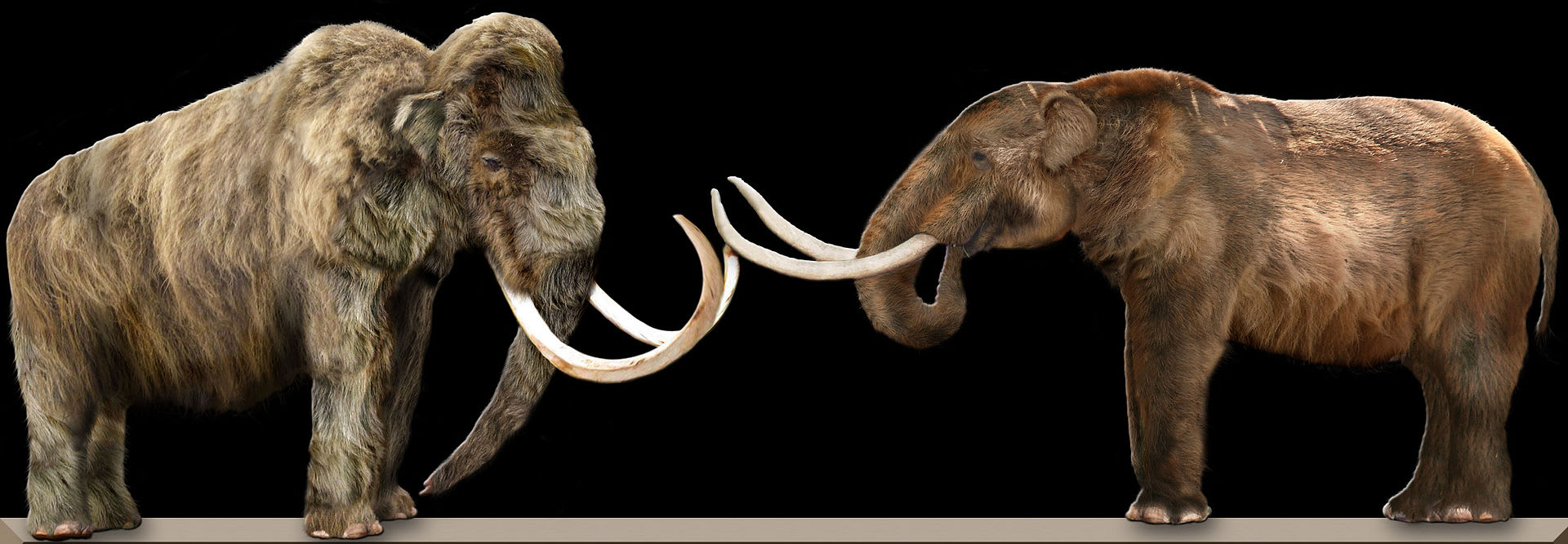 Porovnání dvou druhů mamutů