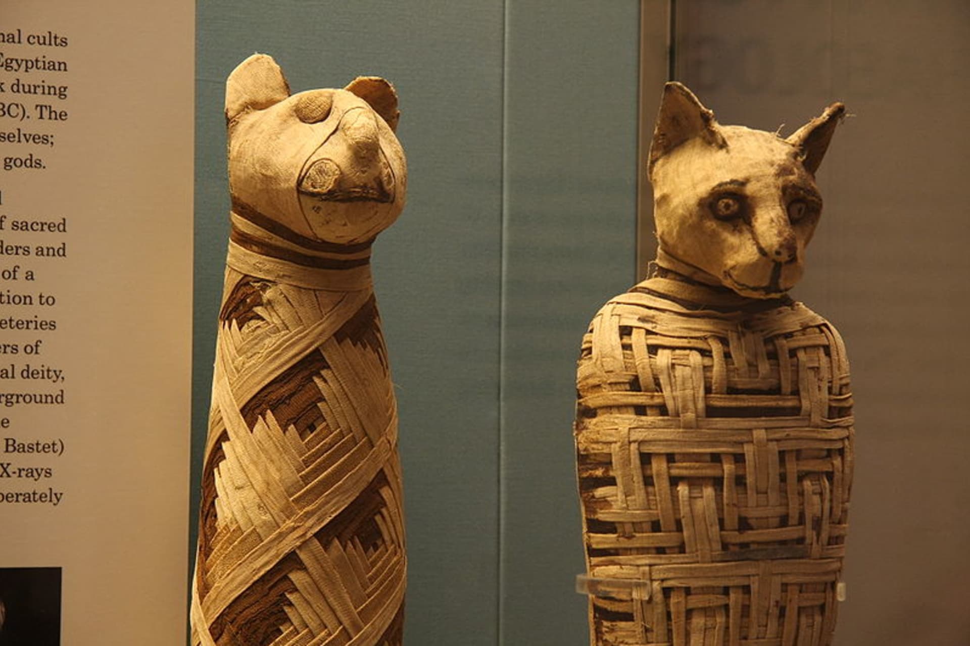 Dvě kočičí mumie