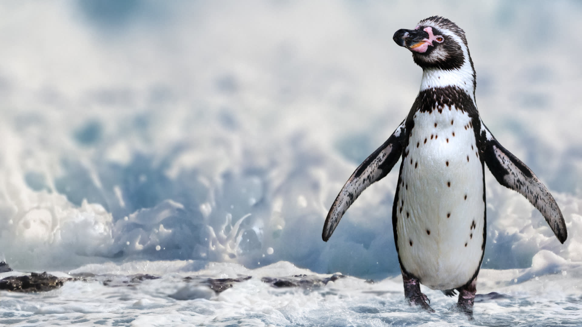 Roztomilí tučňáci jsou na tom čím dál tím hůř...