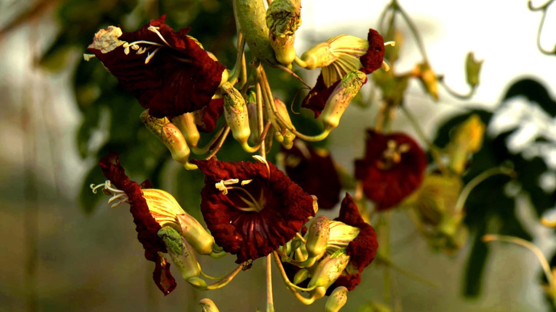 Květy kigelie africké zvané salámovník