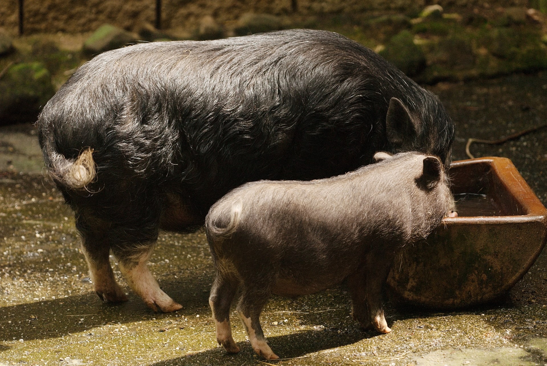 K transplantacím by mělo být možné využít geneticky upravená prasata