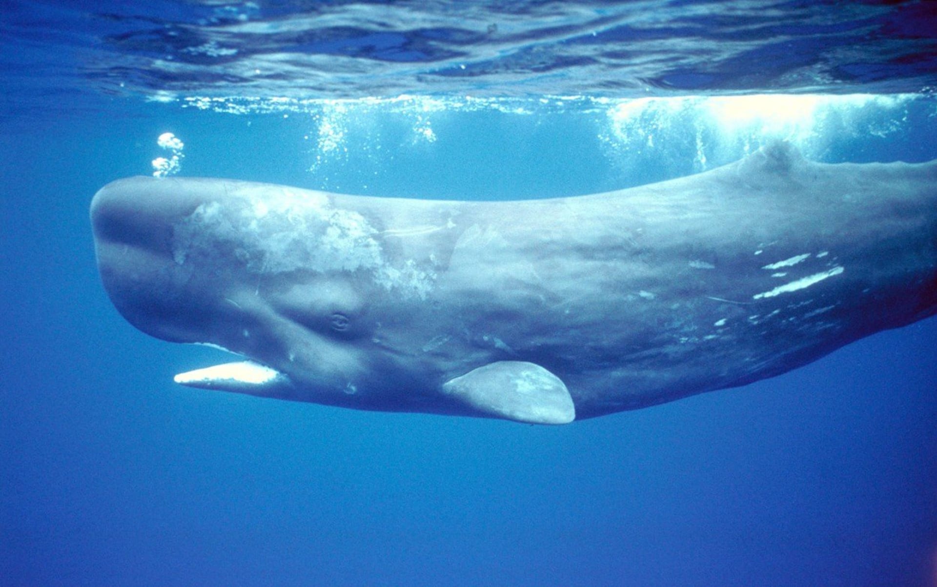 Vorvani se dokázali díky své inteligenci velrybářům částečně vyhýbat