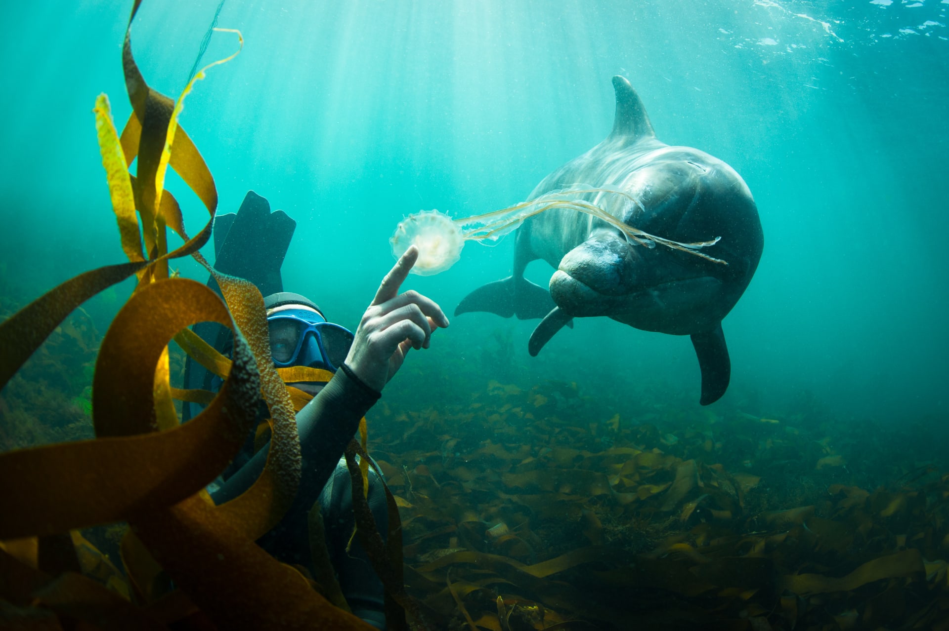 Člověk se může kamarádit s delfínem