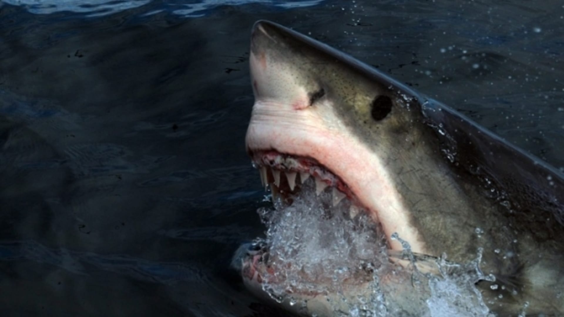 Velký bílý žralok očima Richarda Jaroňka - Obrázek 5