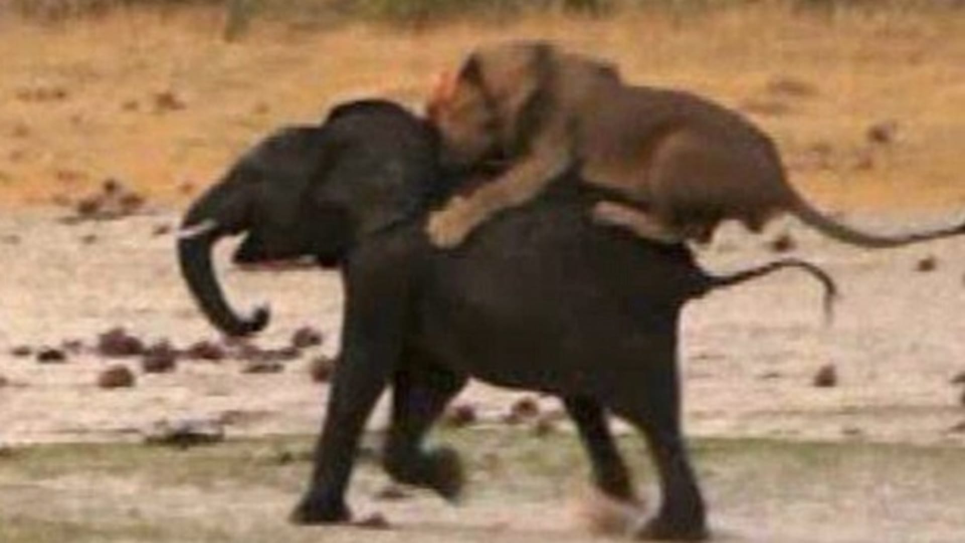 Lev loví slona