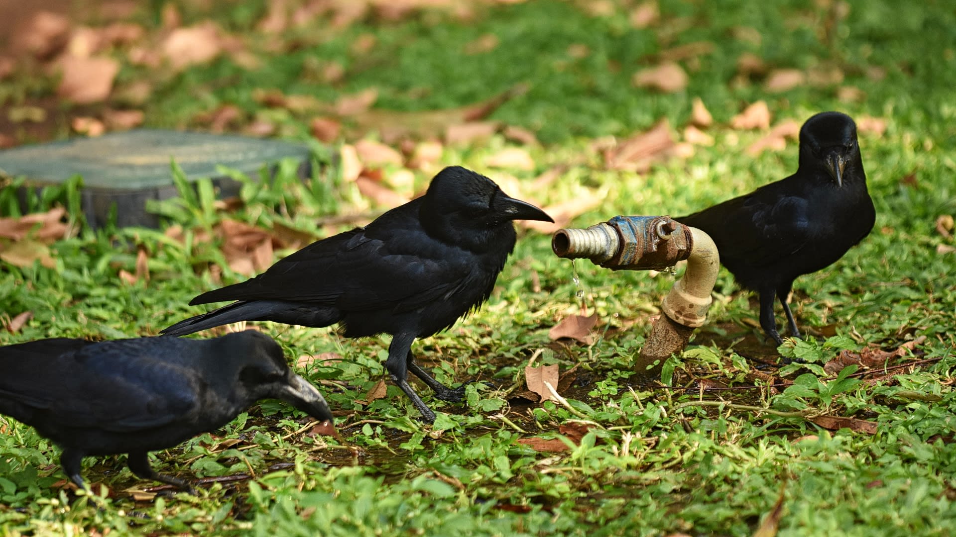 Vrána hrubozobá (Corvus levaillanti) z jižní Indie