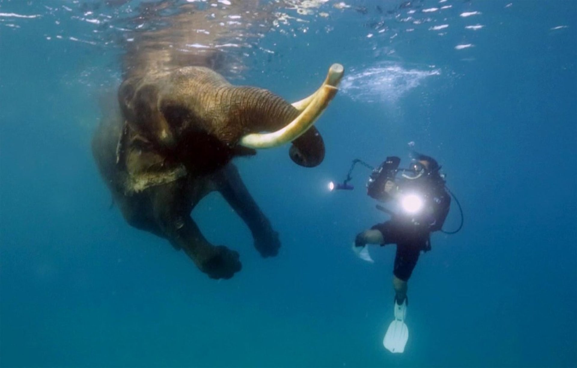 Když potápěč potká slona - Obrázek 1