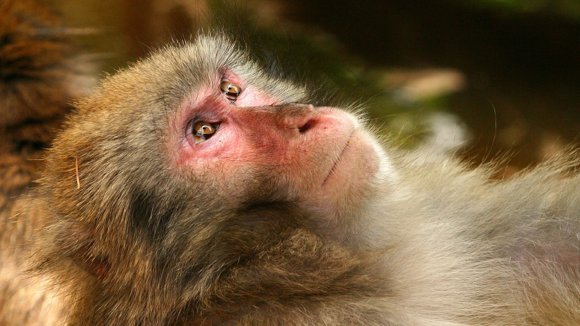 Makak - oblíbená opice k testování