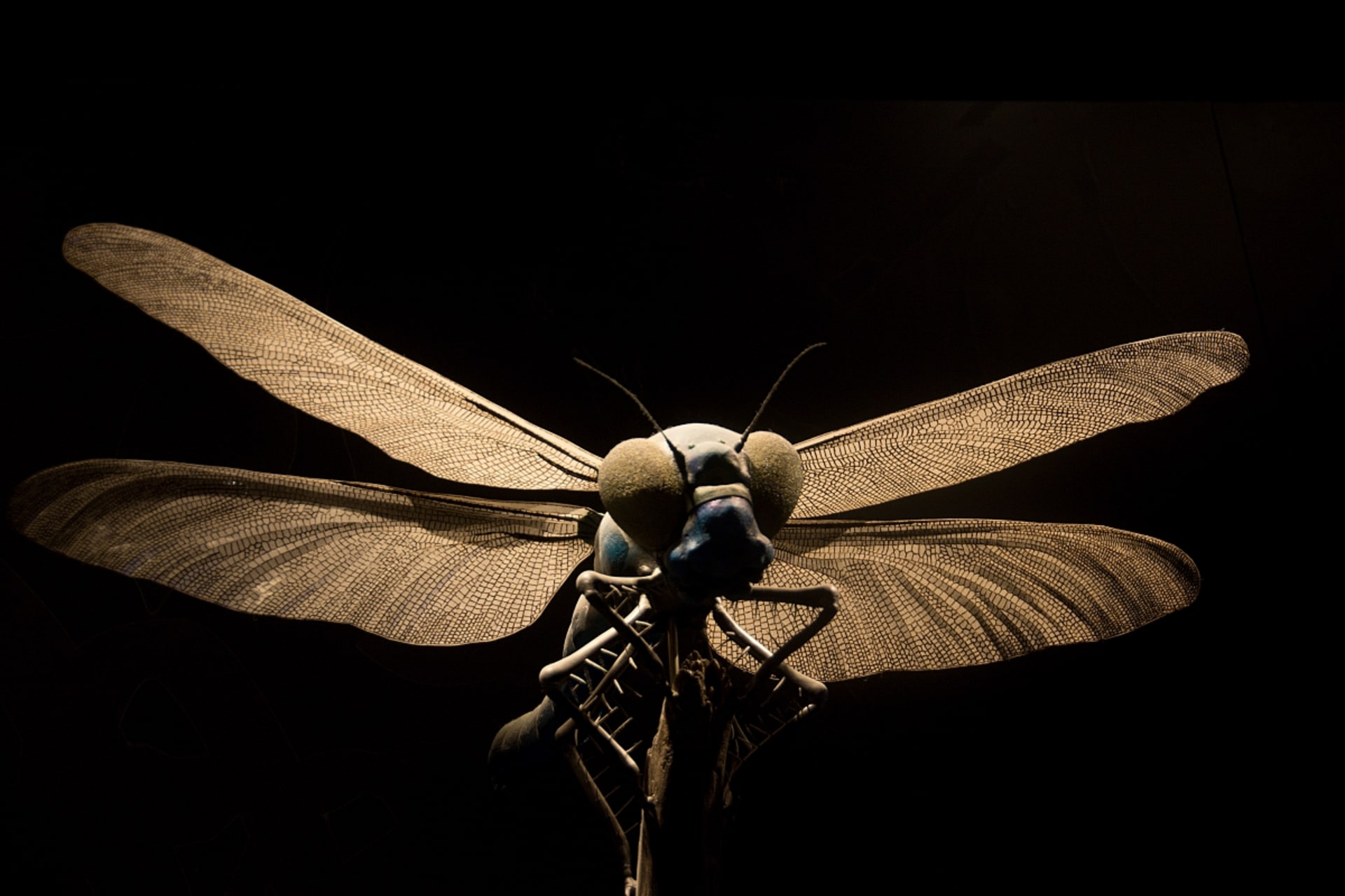 Model obrovité vážky najdete v berlínském přírodovědném muzeu
