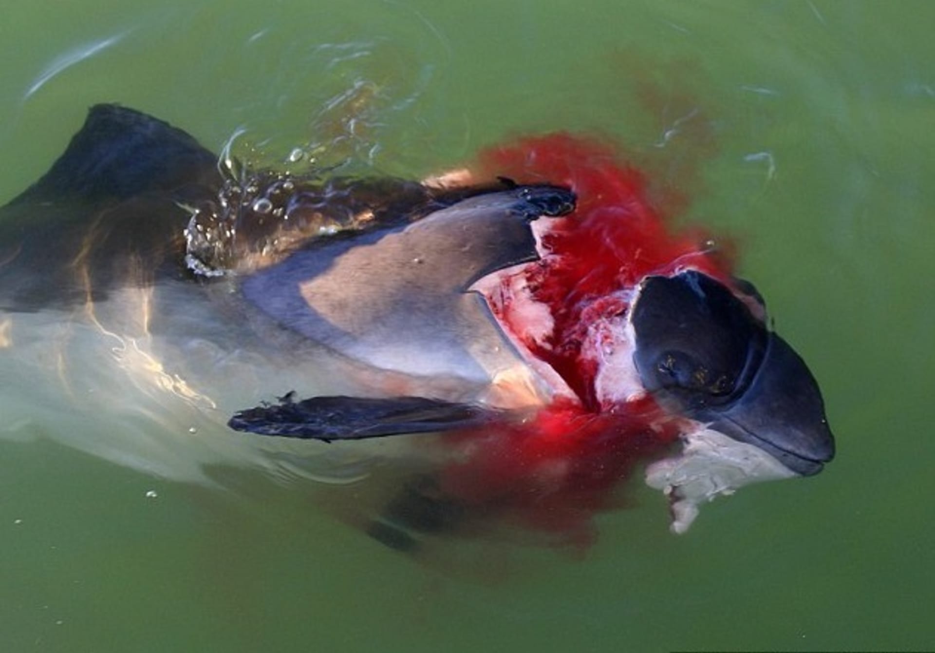 Sviňucha zabitá tuleněm