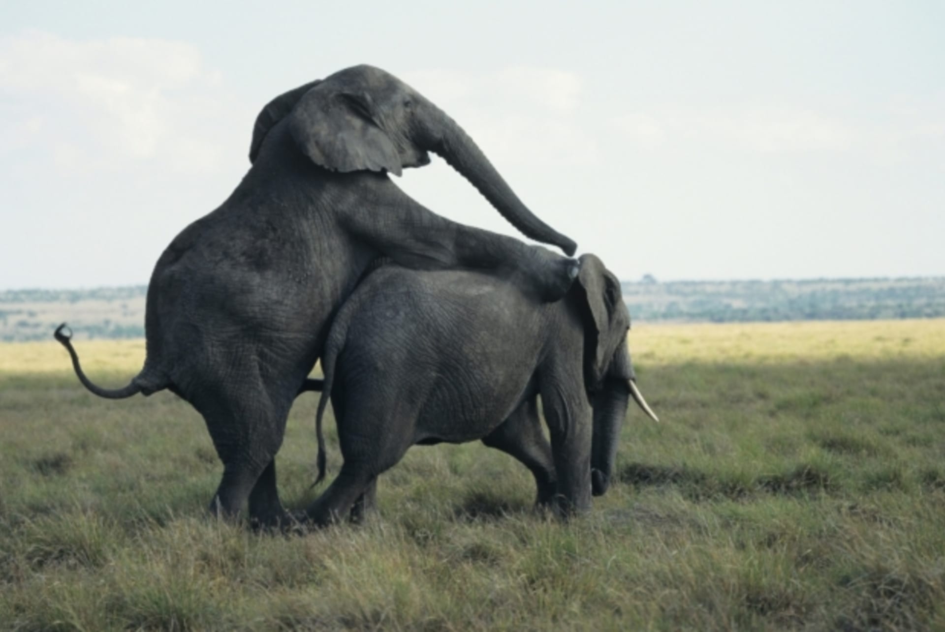 Sloni v říji