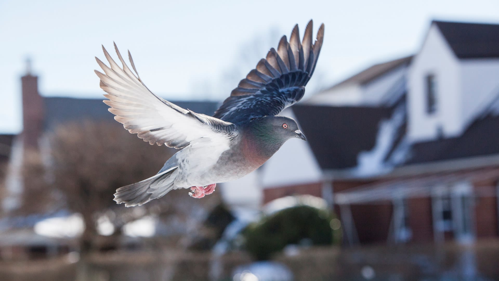 Vyléčený holub v letu - ilustrační fotka