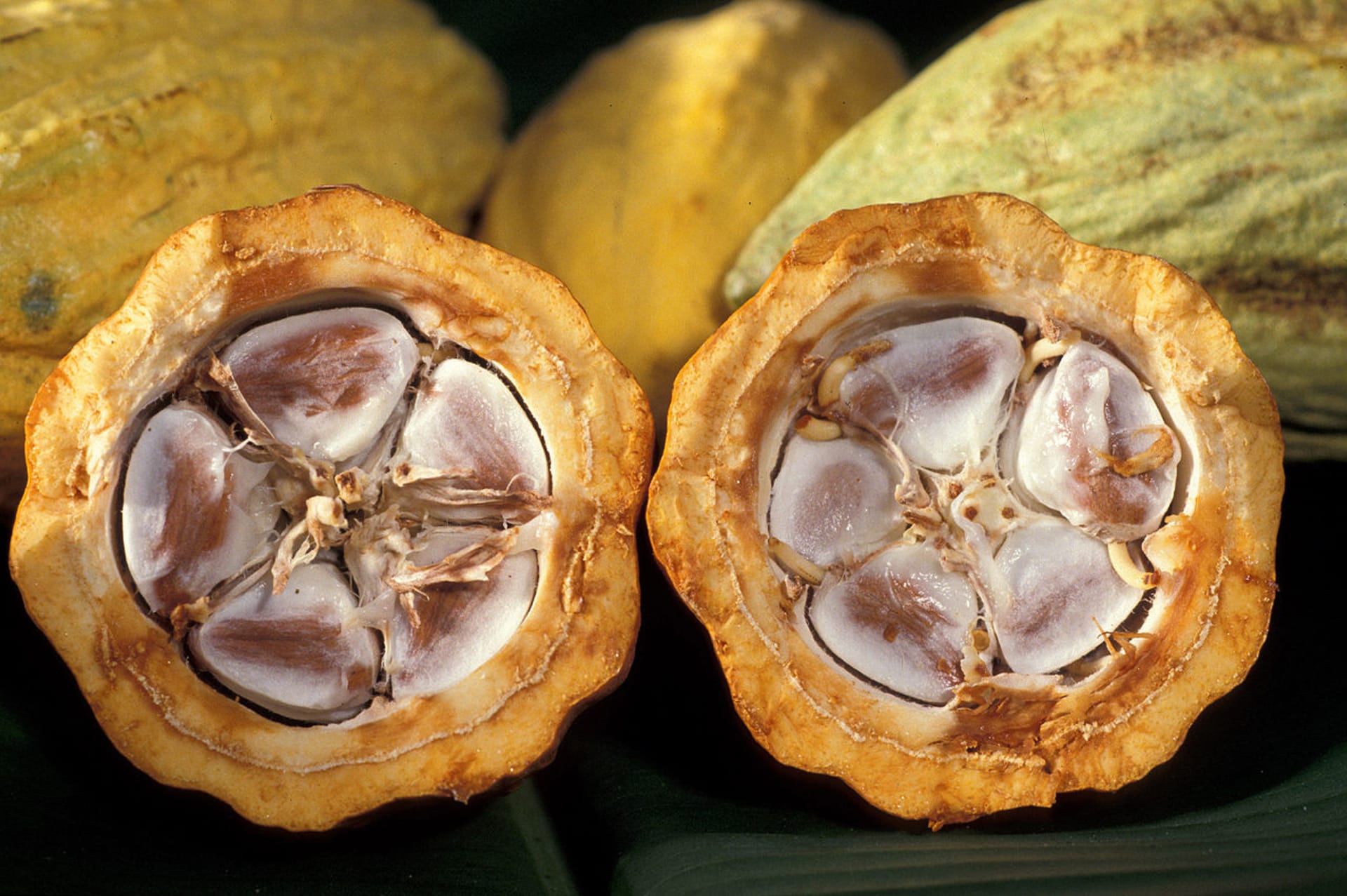 Kakaové boby v reálu