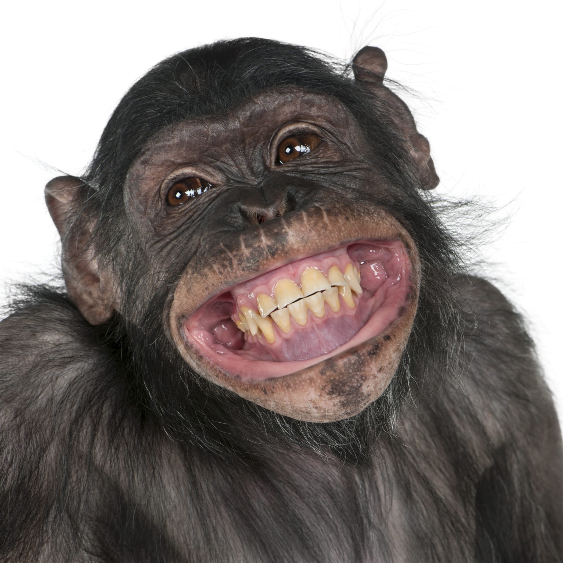 Šimpanzí úsměv