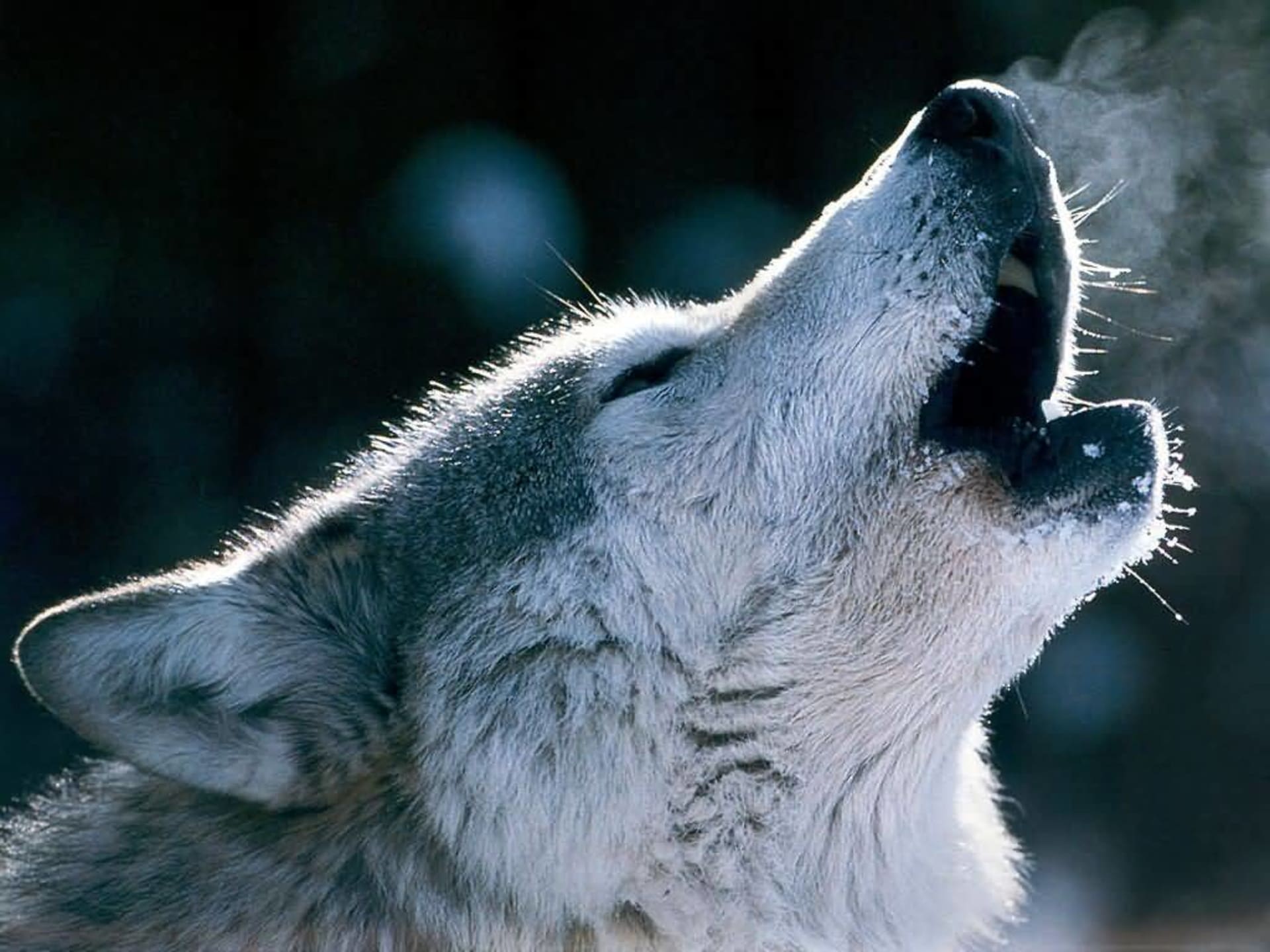 Vlk vyjící v zimě