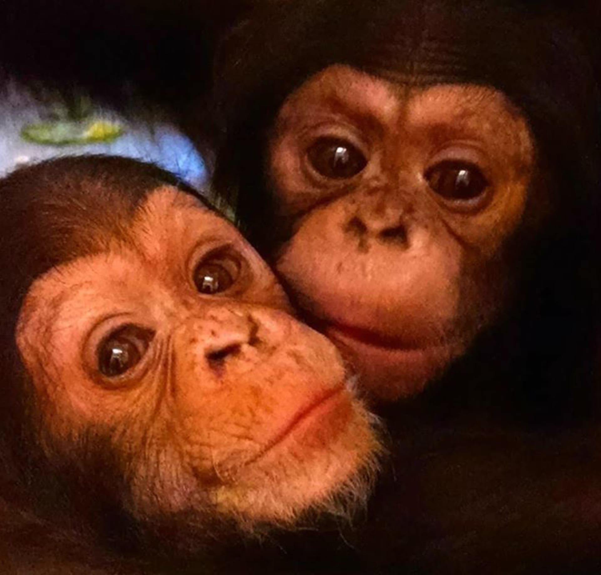 Novorozená šimpanzí dvojčata - Obrázek 1