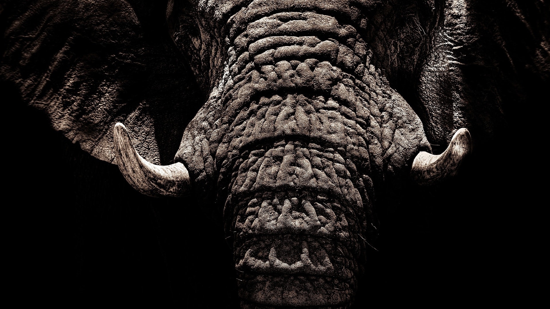 Je slonovina drahá nebo bezcenná?
