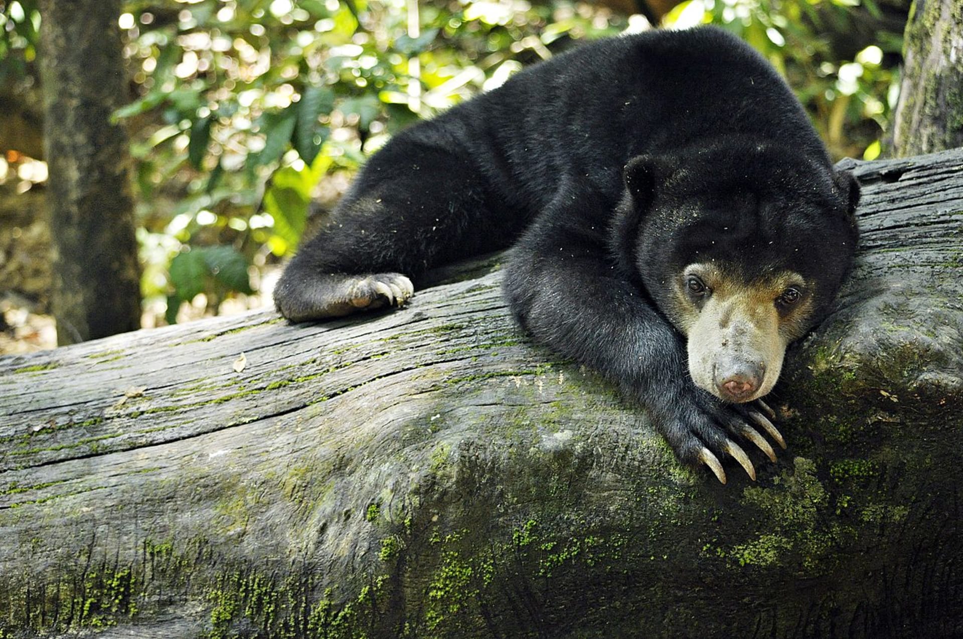 Zdravý jedinec medvěda malajského