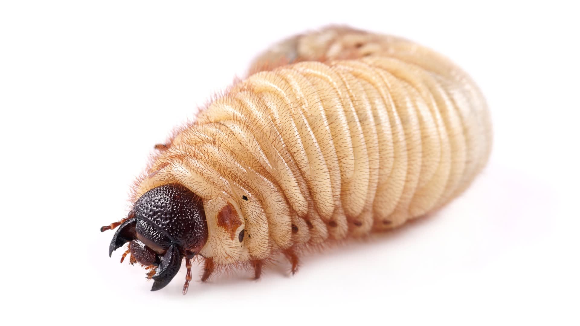 Hmyzí larva (v tomto případě nosorožíka) často vypadá pořádně tučně, energii ale potřebuje