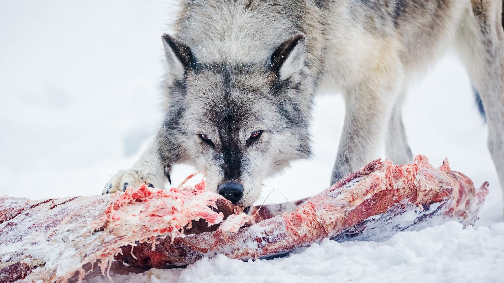 Vlci na Aljašce si obvykle dopřávají losa nebo jelena