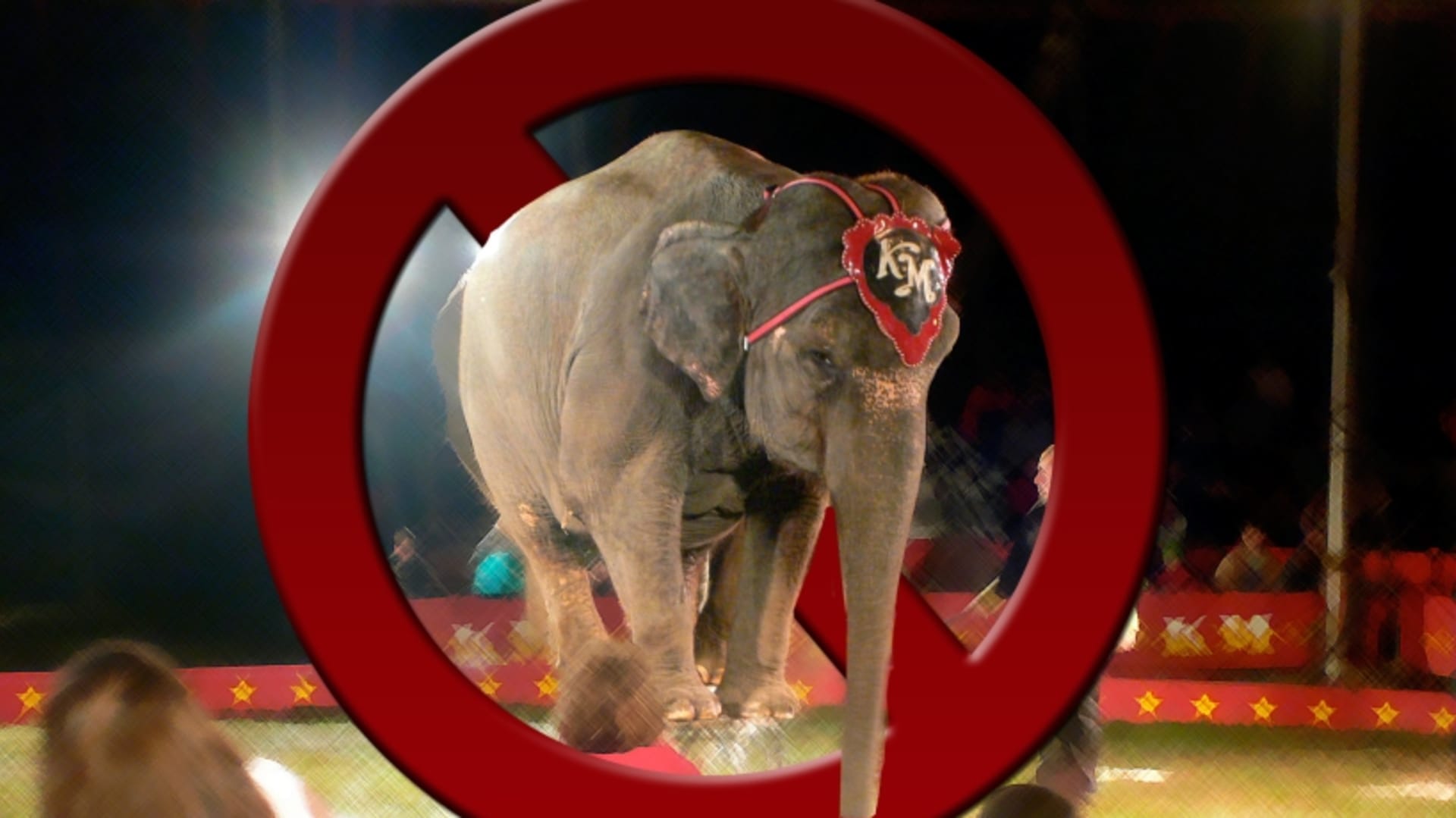 Cirkusový slon