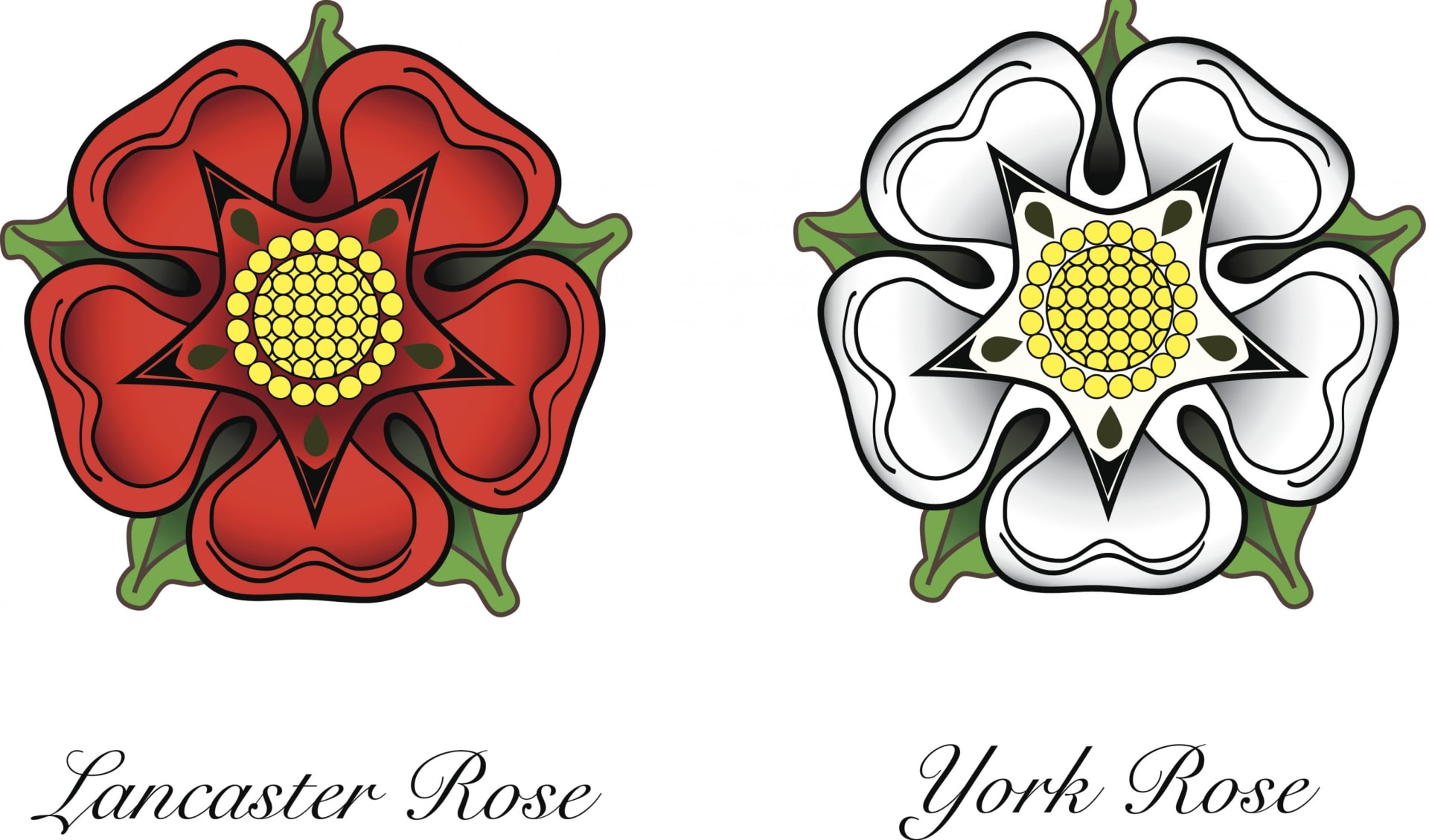 Růže Lancasterů a Yorků