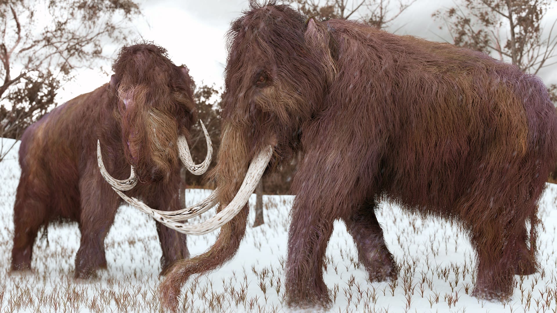 Dva mamuti ve sněhu