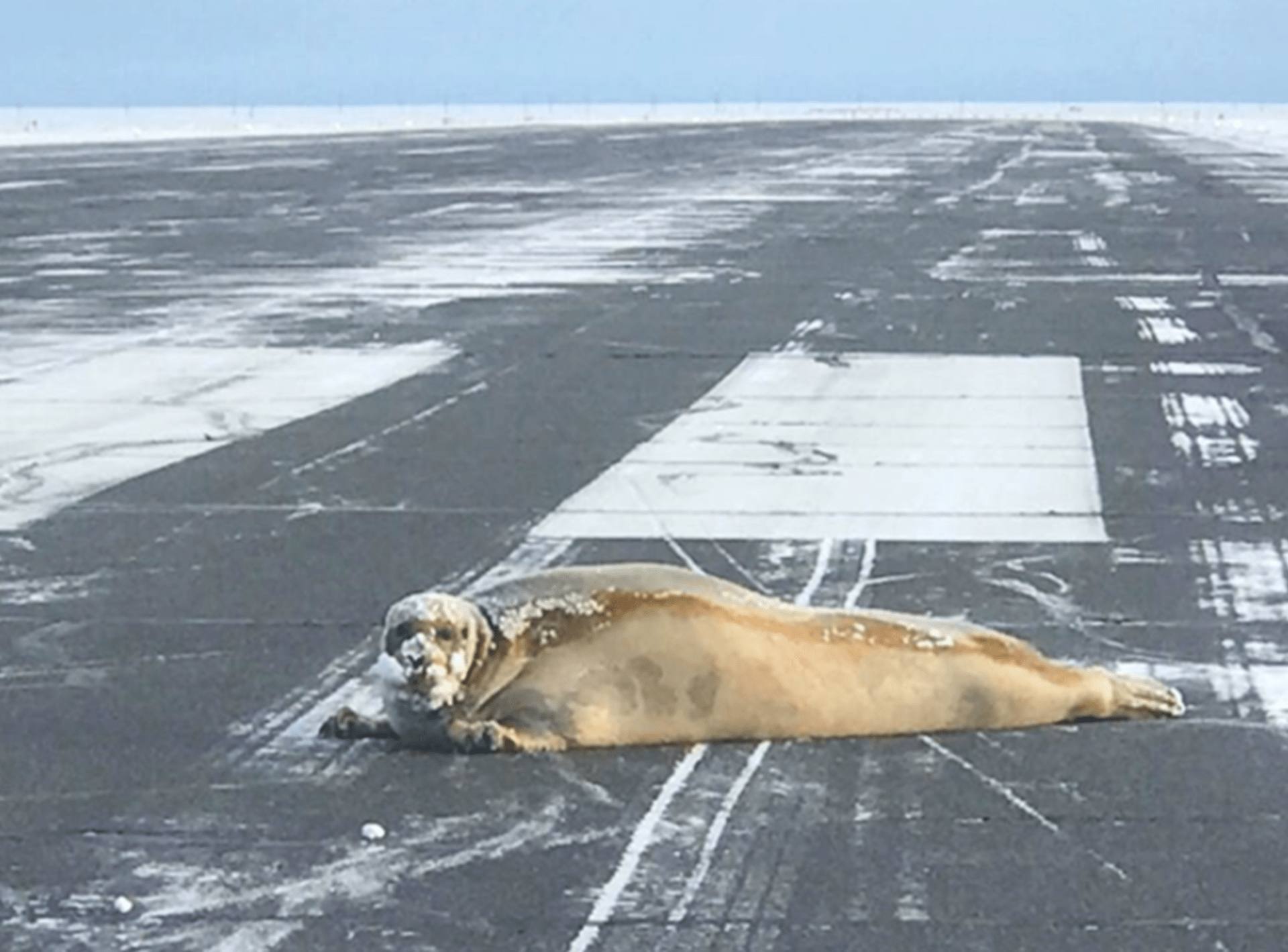 Tuleň na aljašské ranveji