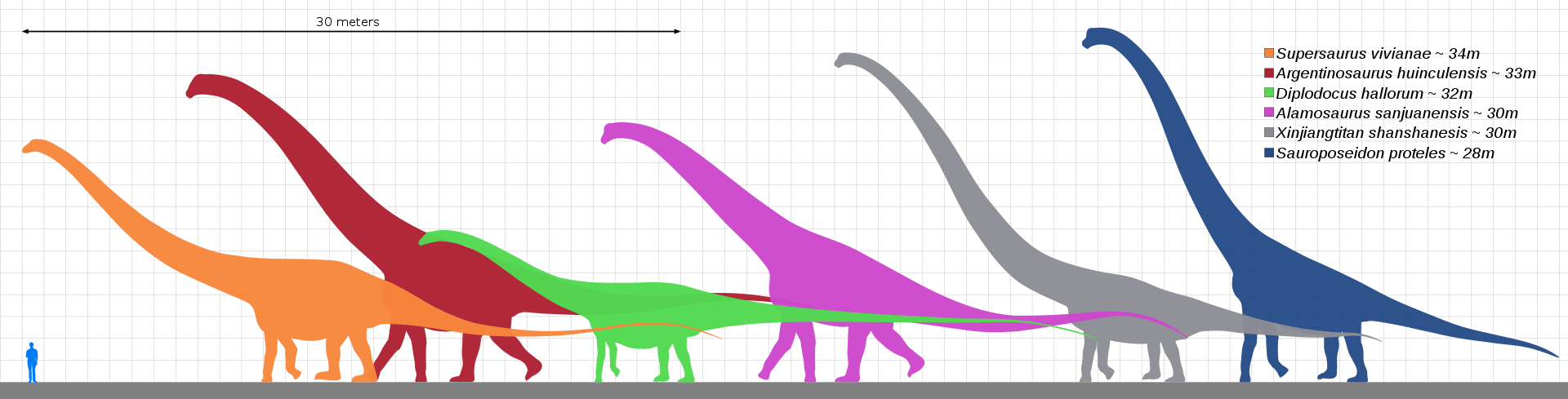 Porovnání velikostí největších dinosaurů. Argentinosaurus je červený.