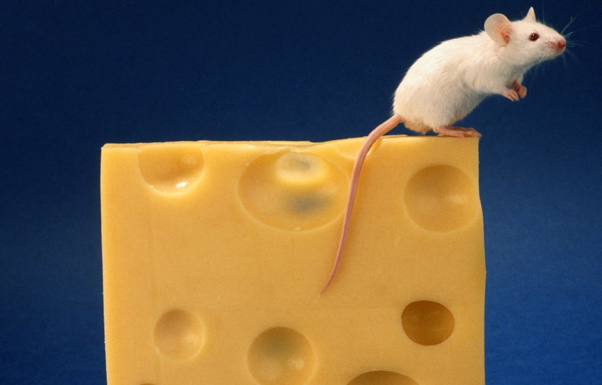 Myš a sýr