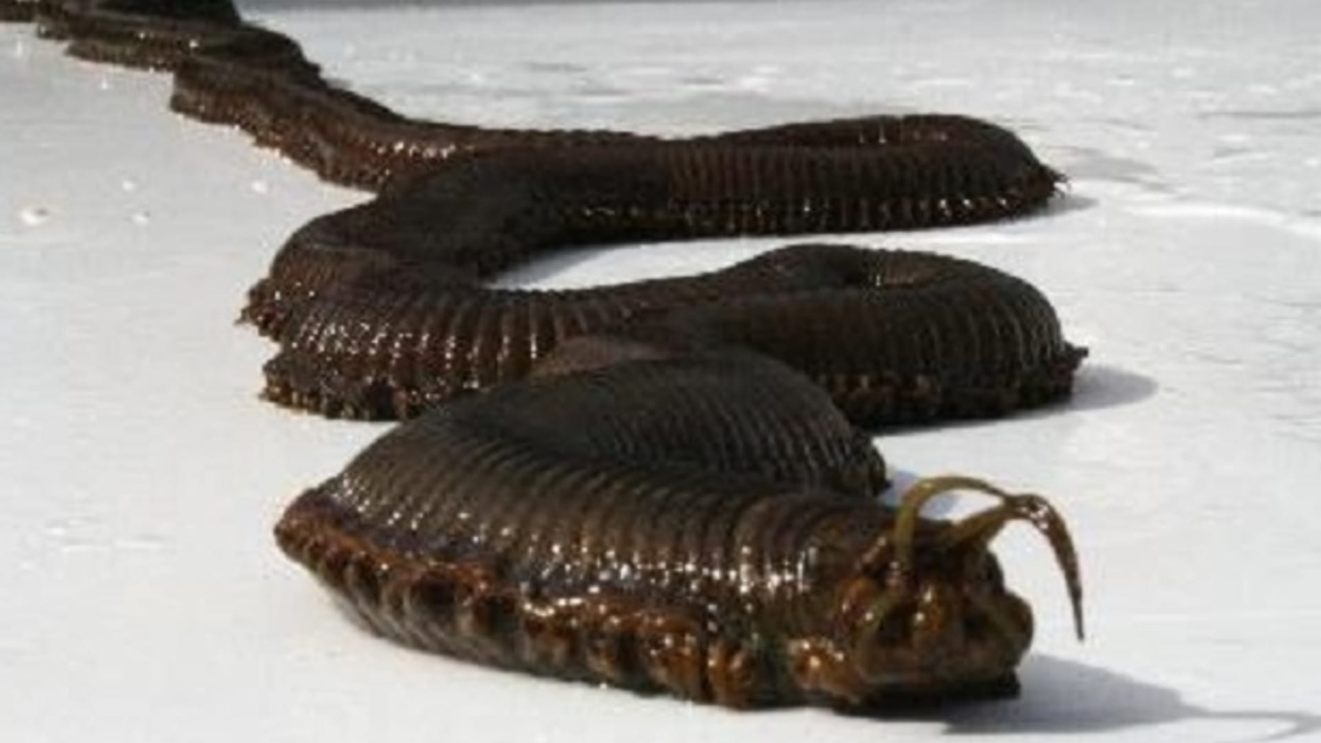Bobbit worm
