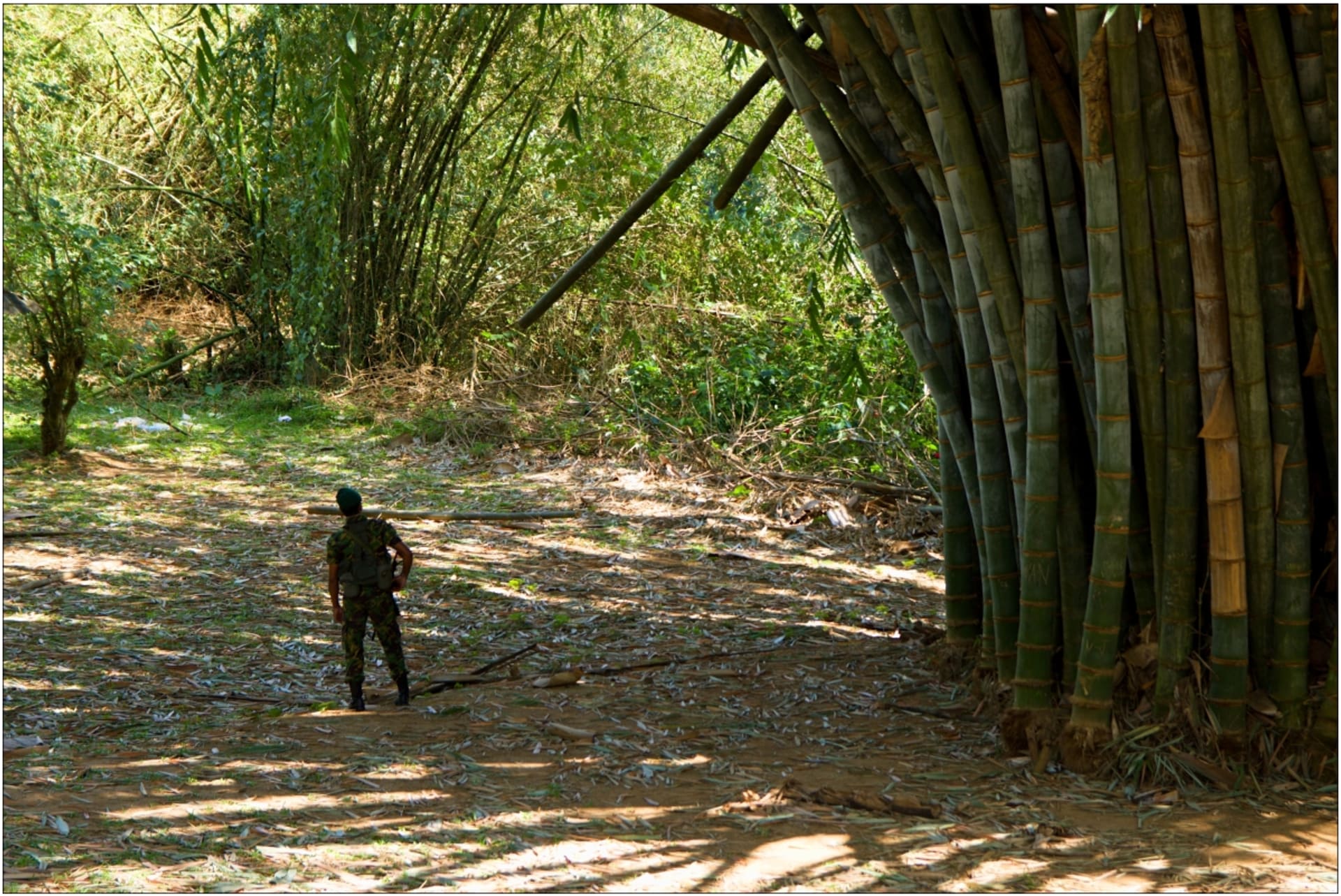 Vzrostlé bambusové houští na Srí Lance