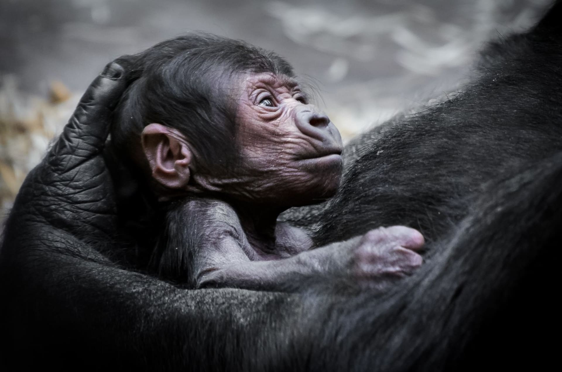 Gorilí novorozenec je po mamince velký jedlík