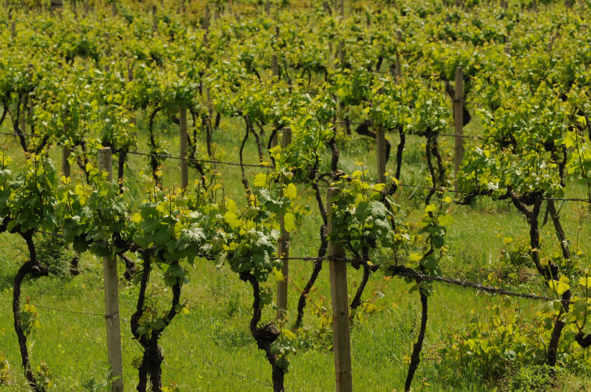 viniční traň ve Viničkách