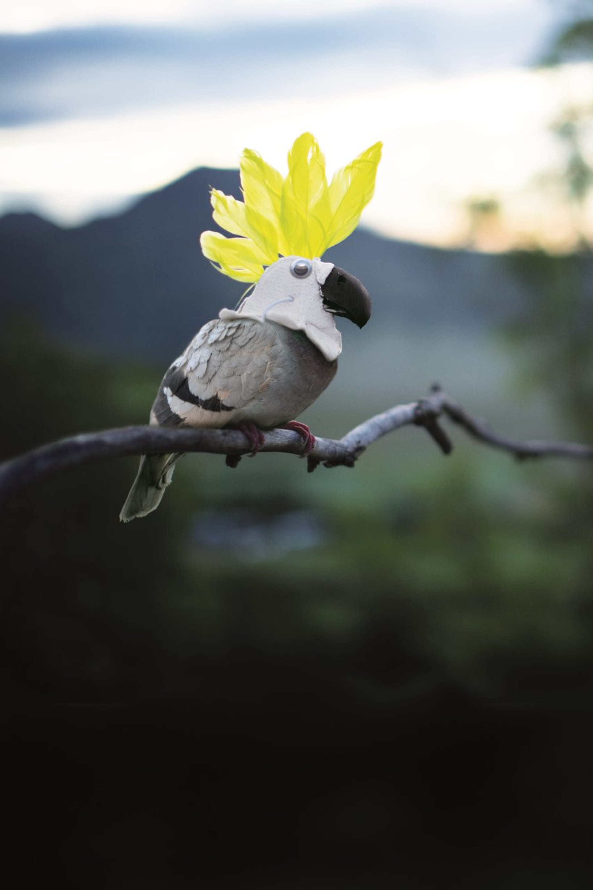 ekotopfilmový kakadu