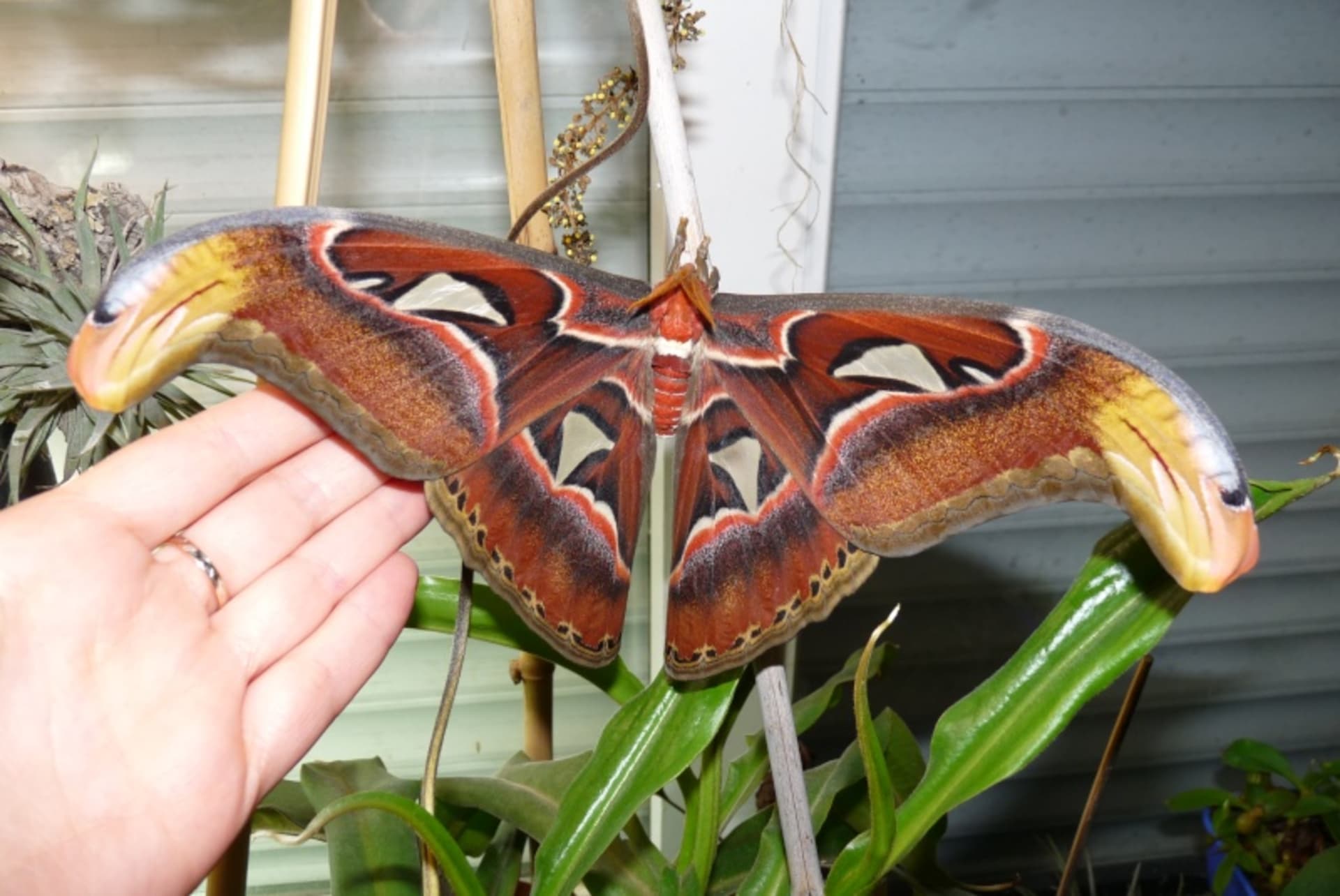 Největší motýl světa Attacus atlas