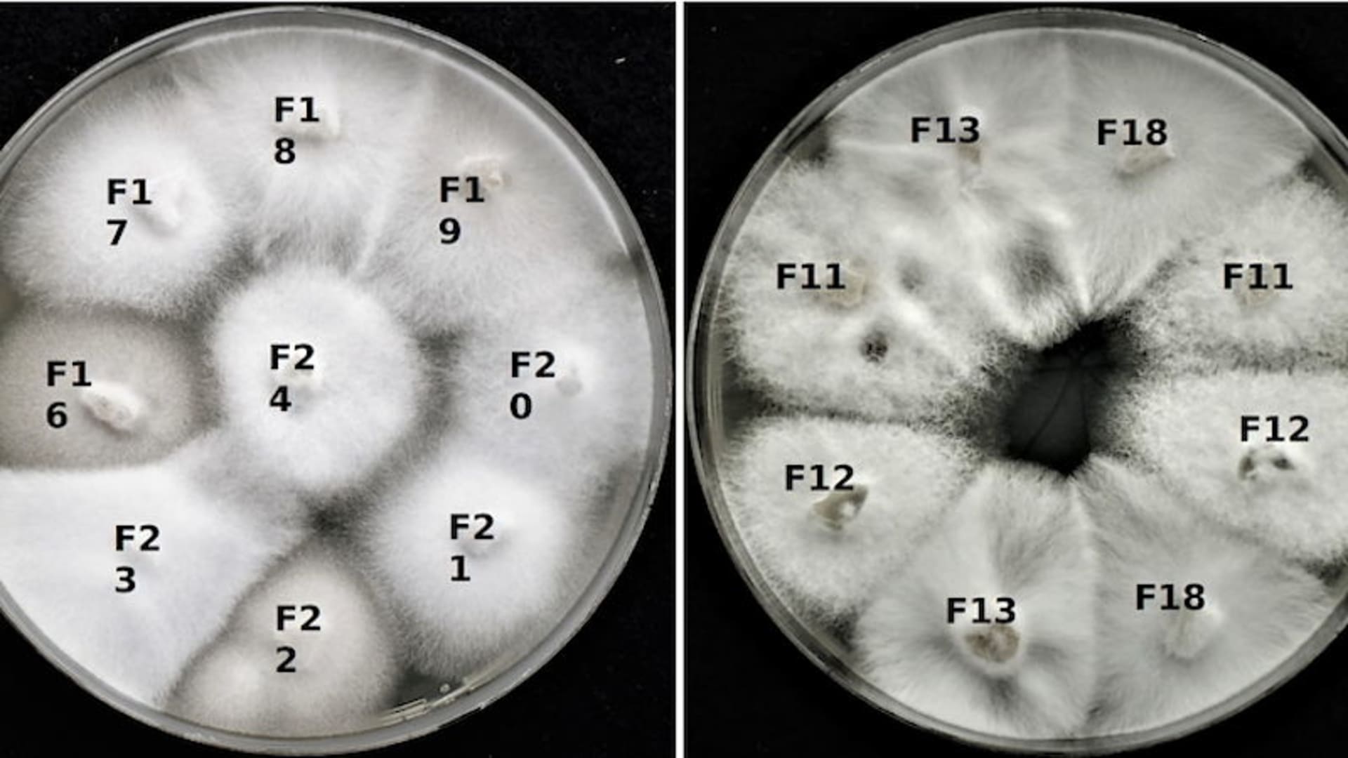 Kultury houby Sodiomyces alkalinus pěstované v laboratoři. Na první pohled není možné říci, které v sobě mají viry – po testování víme, že jsou to kultury F11, F12, F13 a F18.